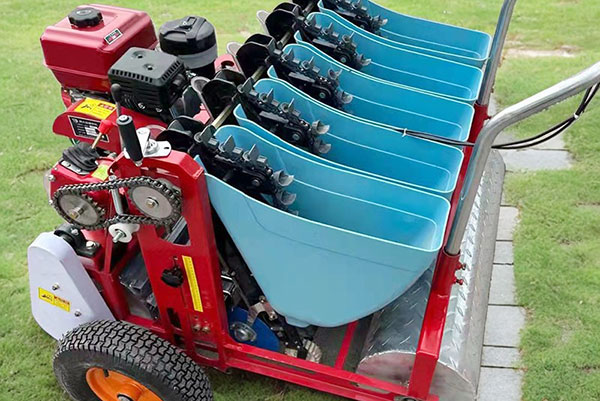 Garlic Planting Guide South Africa